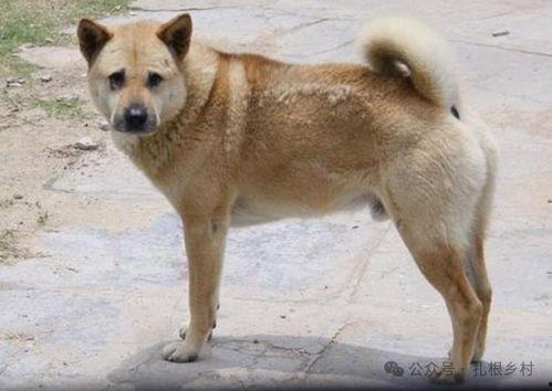 老黄狗,忠诚与岁月的见证