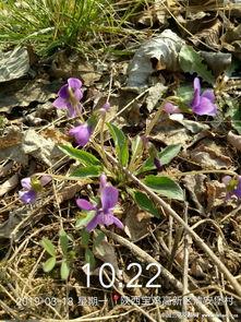 野生蓝,探寻野生蓝宝石的神秘魅力与价值