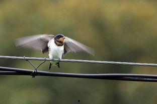 乳燕飞,探寻飞翔之美与生命奇迹