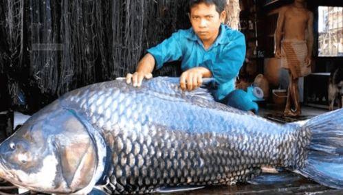 追踪巨型鱼 第一季