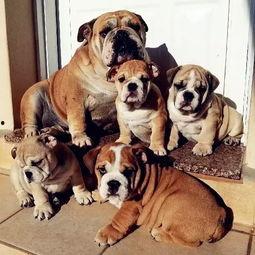 失散萌宝是全家福星（在下比格萌宝有何贵干）